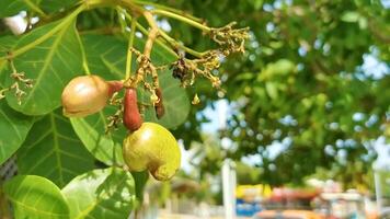 anacardier arbre anacarde occidentale avec mûr des fruits des noisettes dans Mexique. video