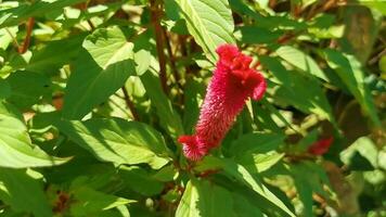 Tropical tree bush with red pink flowers flower Mexico. video