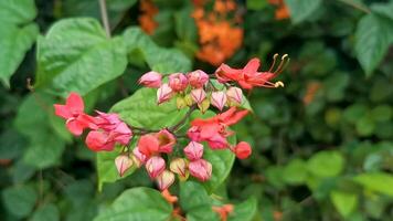 Tropical tree bush with red pink flowers flower Mexico. video