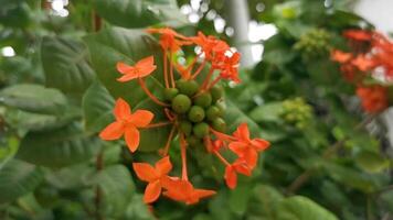 rot Orange Gelb Blumen Pflanzen im tropisch Wald Natur Mexiko. video