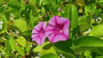 Pink purple morning glory Goats foot creeping beach flower Mexico. video