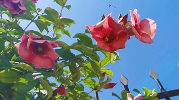 Tropical tree bush with red pink flowers flower Mexico. video