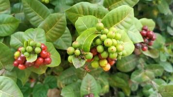 rosso frutta frutti di bosco su tropicale cespuglio pianta albero Messico. video