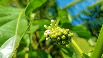 Noni fruit Morinda citrifolia with flowers popular with ants Mexico. video