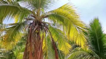 Tropical natural palm tree coconuts blue sky in Mexico. video