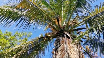 Tropical natural palm tree coconuts blue sky in Mexico. video