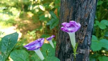 Beautiful blue purple Morning Glory plant flower at dawn Mexico. video