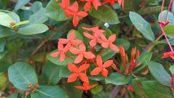 rojo naranja amarillo flores plantas en tropical bosque naturaleza México. video