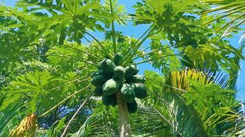 schöner papayabaum in tropischer natur in puerto escondido mexiko. video