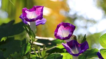 Beautiful blue purple Morning Glory plant flower at dawn Mexico. video