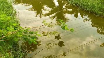 laguna de agua dulce de río tropical hermosa verde en puerto escondido méxico. video