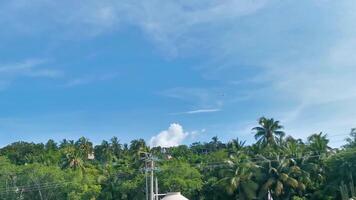 Plane flies over the palm trees mountains with blue sky. video