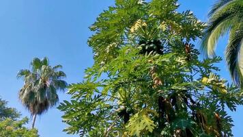 hermoso árbol de papaya en la naturaleza tropical en puerto escondido méxico. video