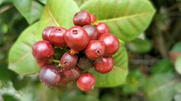 rojo Fruta bayas en tropical arbusto planta árbol México. video