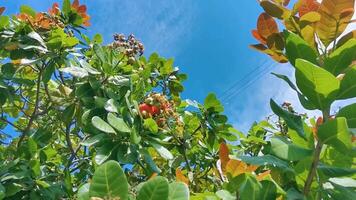 kasju träd anakardium occidentale med mogen frukt nötter i Mexiko. video