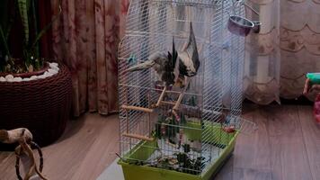 il pappagallo uccello è fare il bagno, femmina mano con polverizzatore spruzzatura acqua pappagallo specie cockatiel nel caldo tempo atmosferico, conservazione uccelli nel il Casa video