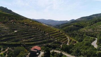 douro vino regione. bellissimo natura paesaggio Portogallo video