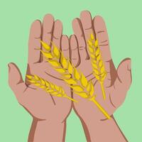 illustration of human hands holding ears of wheat. vector