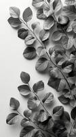 monocromo hojas en contraste foto