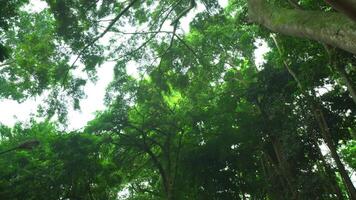 weelderig groen luifel van een tropisch regenwoud met zonlicht filteren door de dicht gebladerte video