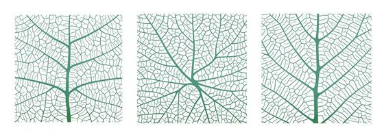 Leaf vein texture abstract background with close up plant leaf cells ornament texture pattern. vector