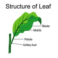 Structure of Leaf diagram illustration vector