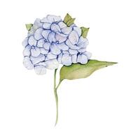 Blue Hydrangea Flower vector