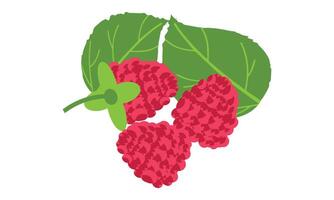 Raspberry Fruit Design. vector