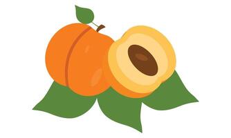 albaricoque Fruta diseño . vector