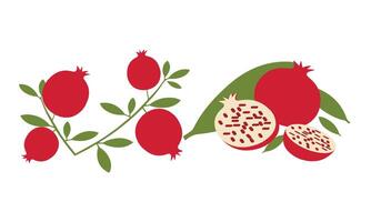 Pomegranate Fruit Design. vector
