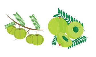 Gooseberry Fruit Design. vector