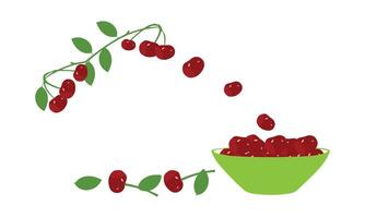 Cherry Fruit Design . vector