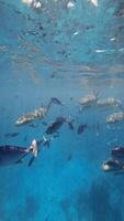 Tropical fishes and sharks underwater in transparent blue sea. Slow motion, vertical view video