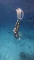 Woman and sting ray swimming underwater in transparent tropical sea. Vertical footage video