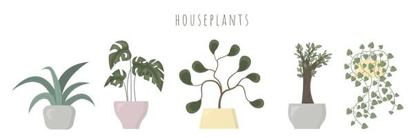 Collection of houseplants isolated on white background vector