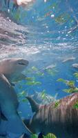 Tropical striped yellow fishes and nurse sharks underwater in blue sea. Slow motion, vertical view video