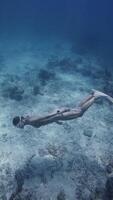 donna apnea e scivola subacqueo nel trasparente blu oceano. verticale metraggio video