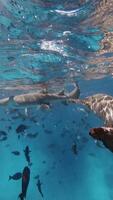 Sharks underwater in transparent blue sea. Slow motion, vertical view video