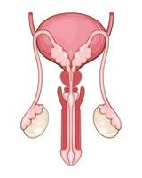 Male Reproductive System Anatomy. Human internal organ. Anatomical Illustration. Science, medicine, biology education. Anatomical structure for medical info learning vector