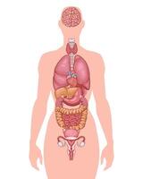 Human internal organ. Anatomical Illustration. Science, medicine, biology education. Anatomical structure for medical info learning vector