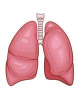 Human Lungs Isolated. Human internal organ. Anatomical Illustration. Science, medicine, biology education. Anatomical structure for medical info learning vector