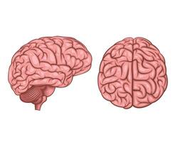 Human brain illustration. Human internal organ. Anatomical Illustration. Science, medicine, biology education. Anatomical structure for medical info learning vector