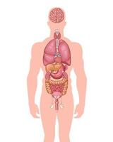 Human internal organ. Anatomical Illustration. Science, medicine, biology education. Anatomical structure for medical info learning vector