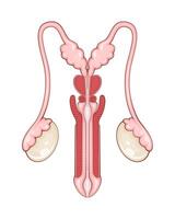 Male Reproductive System Anatomy. Human internal organ. Anatomical Illustration. Science, medicine, biology education. Anatomical structure for medical info learning vector