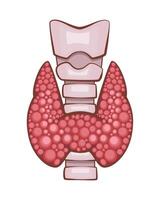 Thyroid Gland Isolated. Human internal organ. Anatomical Illustration. Science, medicine, biology education. Anatomical structure for medical info learning vector