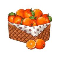 naranjas cesta. cesta de frutas ilustración. orgánico diseño concepto. mano dibujado frutas recopilación. cesta con frutas granja productos vector