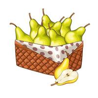 Pears Basket. Basket of fruits illustration. Organic design concept. Hand Drawn fruits collection. Basket with fruits. Farm products. vector