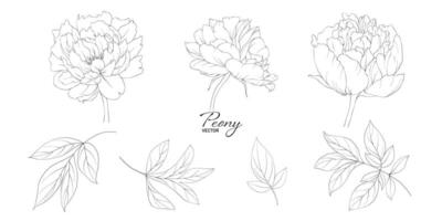 Set of peony flower line art vector
