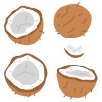 set of coconuts vector