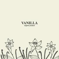 Vanilla pods flowers background with text. Hand drawn illustration with engraved Vanilla orchid branch for banner, label, poster, wrapping, paper, print, card. Botanical floral design template vector